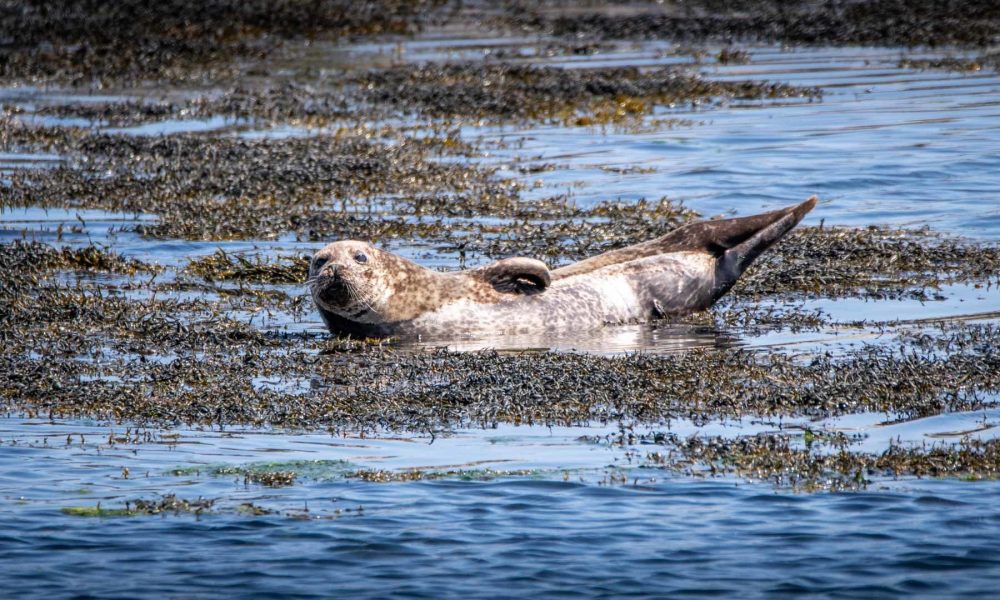 Stornoway roadtrip Ecosse Siredwards